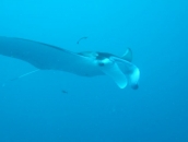Palau Under Water